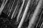 Deep in the wood Deep in the wood