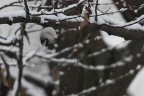 Il bosco ha gli occhi Il bosco ha gli occhi