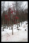 Rosso scarlatto.. Rosso scarlatto..