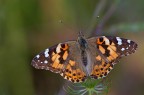 Vanessa Cardui Vanessa Cardui