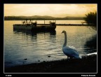 IL SOLITARIO IL SOLITARIO
