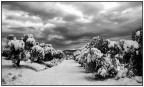 montale B/W.. montale B/W..