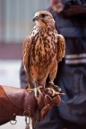 falco falco