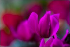 Fiore-03 Fiore-03