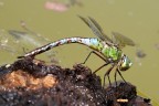 Anax Imperator