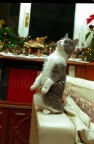 natale con trilly natale con trilly