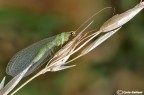 Chrysopa