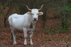 Mooooo....dello certificato!