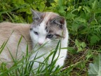 Gattone occhi blu!