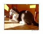 Curiosity kill the cat!
