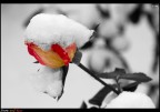 snow and rose snow and rose