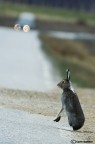 Aspettando diligentemente ad attraversare Aspettando diligentemente ad attraversare