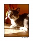 gatto!
