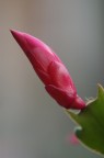DSC04954 DSC04954