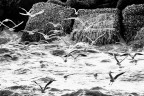 Nati per volare