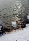 Cigno Cigno