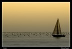 VELA VELA