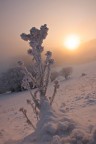 Fiore d'inverno Fiore d'inverno