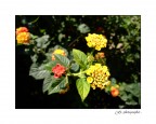 Fiori