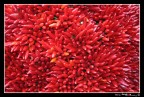 Corallo o Peperoncino? Corallo o Peperoncino?