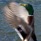 Alpha 700 + minolta 200 apo g + 1,4 tc

Suggerimenti e critiche sempre ben accetti