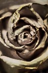 Senza Titolo Senza Titolo