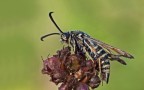 Bembecia ichneumoniformis
