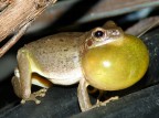 io gracchiavo io gracchiavo
