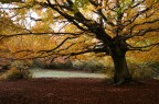 colori d'autunno colori d'autunno