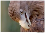 Eagle Eagle
