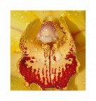 Orchidea Orchidea