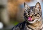 Smorfia felina Smorfia felina
