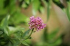 flower flower