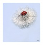 In bal�a del vento