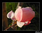 Rosa Rosa