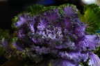 Foglie viola Foglie viola