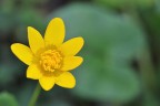 fiore giallo fiore giallo