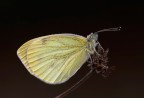 Cavolaia o Pieride- Pieris brassicae - 2200 Cavolaia o Pieride- Pieris brassicae - 2200