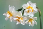 Primavera... Primavera...