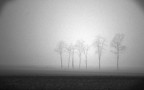 alberi nella nebbia alberi nella nebbia