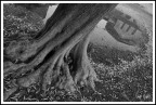 alle radici di Santa Fosca.. alle radici di Santa Fosca..