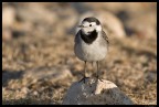 Motacilla alba Motacilla alba