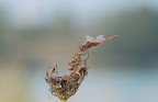 libellula in posa