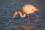 FENICOTTERO AL TRAMONTO