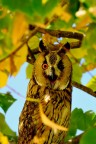 occhiolino occhiolino
