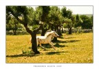 Wild Horse Wild Horse