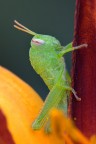 grillo verde grillo verde