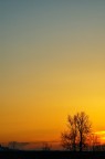 alba alba