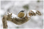 il picchio e la neve il picchio e la neve