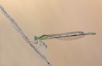 Platycnemis pennipes Platycnemis pennipes